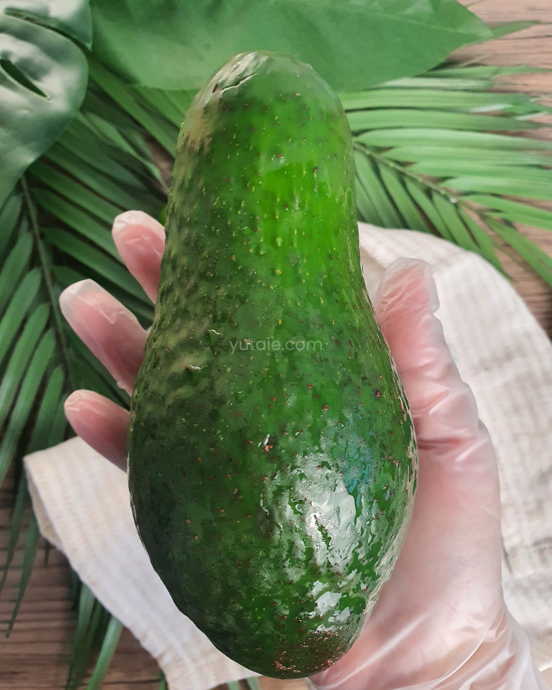 Fresh Shepard Avocado (XL), Australia - 2 PCS PACK