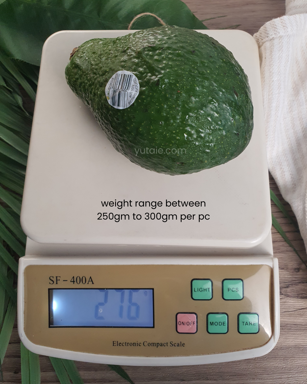 Fresh Shepard Avocado (XL), Australia - 2 PCS PACK