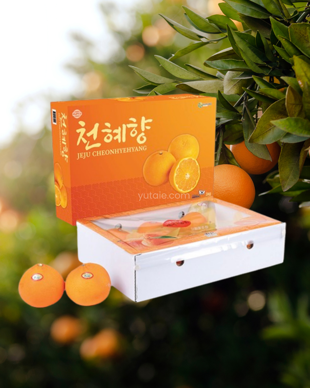 Cheonhyehyang Mandarin Oranges, Jeju Island, S.Korea, 3kg (8 to 10pcs)