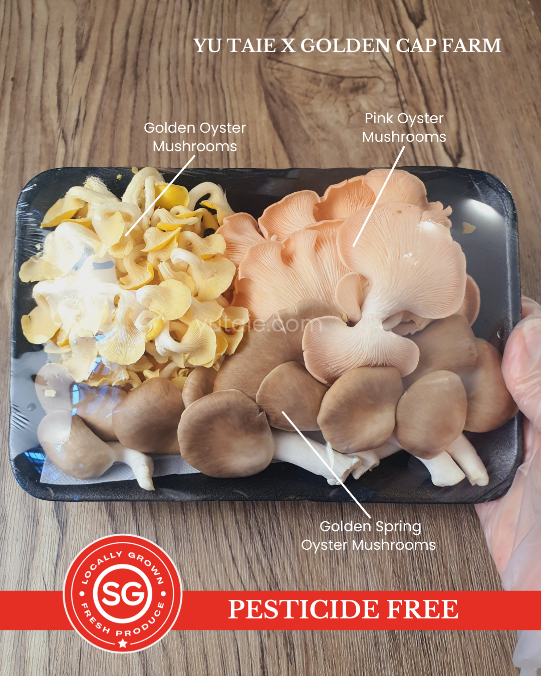 Fresh Gourmet Blend Oyster Mushrooms, 150gm