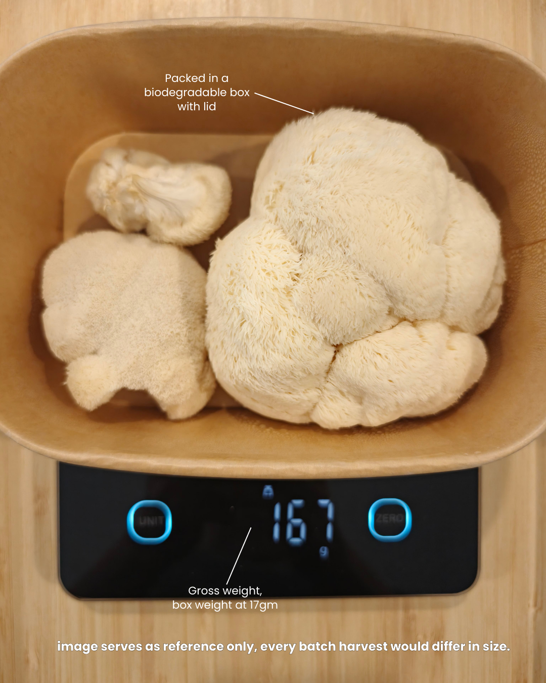 Fresh Lion's Mane Mushrooms packed in a biodegradable box to keep the produce safe from bumps and knocks.