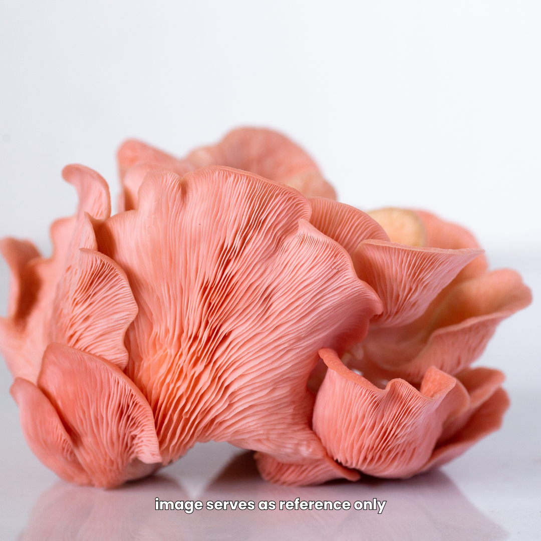 Special Blend Boutique Mushrooms, 150gm, Singapore