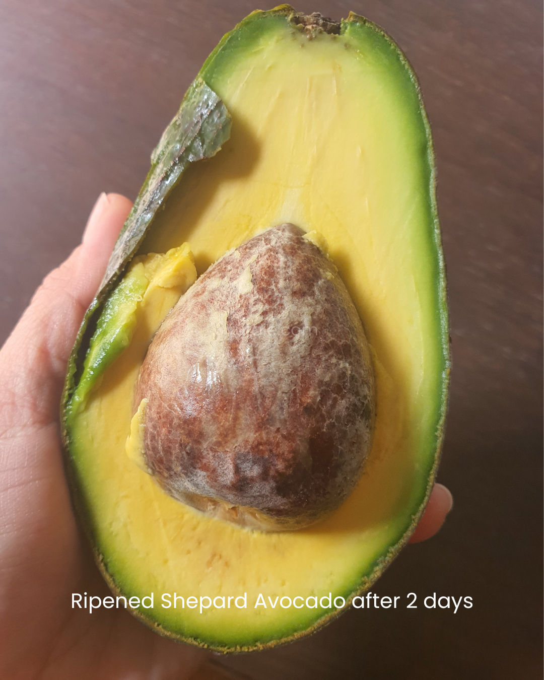 Fresh Shepard Avocado (XL), Australia - 2 PCS PACK
