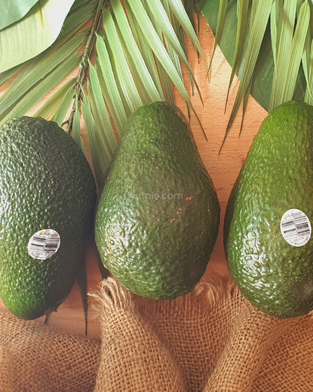 Fresh Shepard Avocado (XL), Australia - 2 PCS PACK