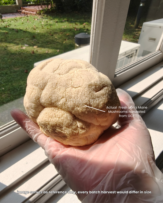 Fresh head of Lion's Mane Mushrooms harvested from Singapore's Golden Cap Farm. Available for pre-order with Yu Taie 