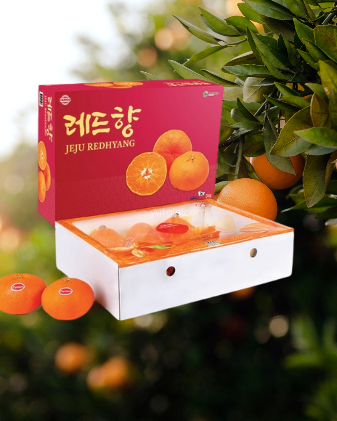 Red Hyang Mandarin Oranges, Jeju Island, S.Korea, 3kg (8 to 10pcs)